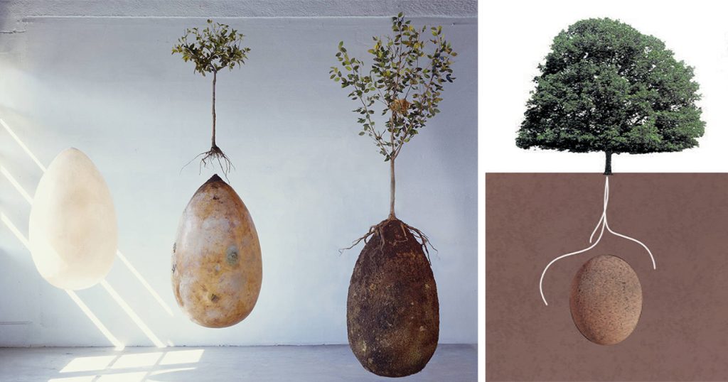 tree pod burials