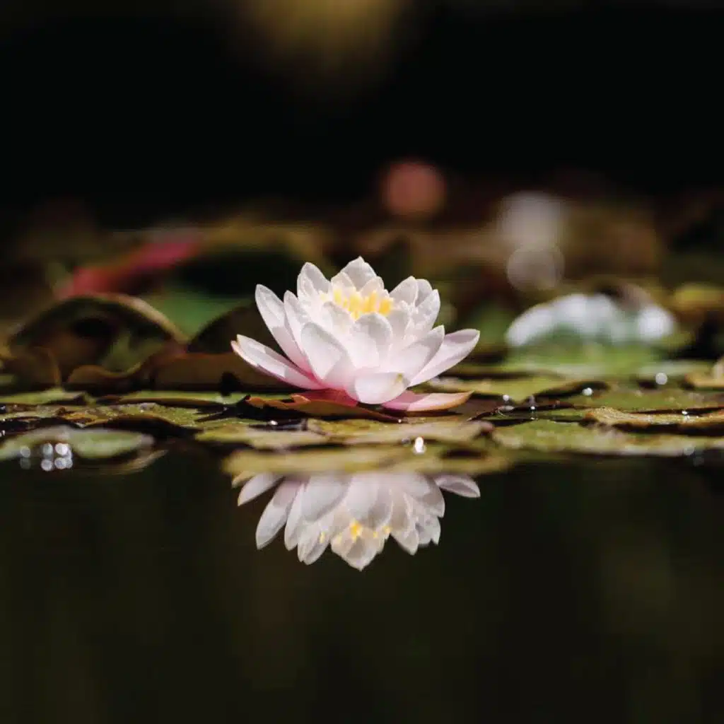 lotus flower blooming on water